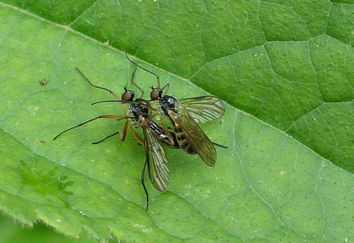 Hybotidae? No. Empididae: Brachystoma vesciculosum